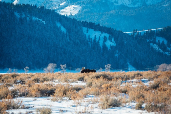 Bull Moose feeding in Grand Teton National Park