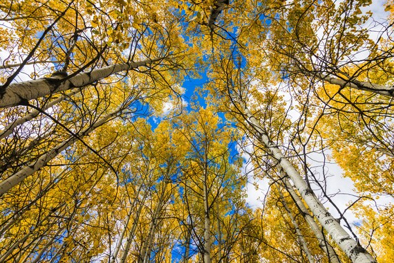 Fall Colors - Caribou National Forest