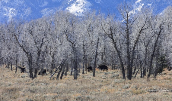 Moose of Gros Ventre