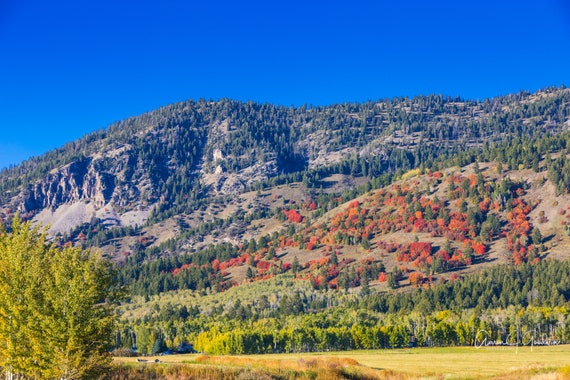 Fall Colors - Bridger Teton National Forest