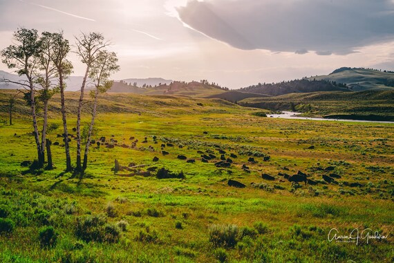 Bison Sunset in Lamar Valley Yellowstone National Park