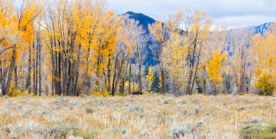 Moose of the Tetons