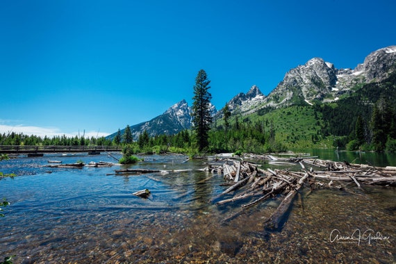 Driftwood at String Lake Grand Teton National Park