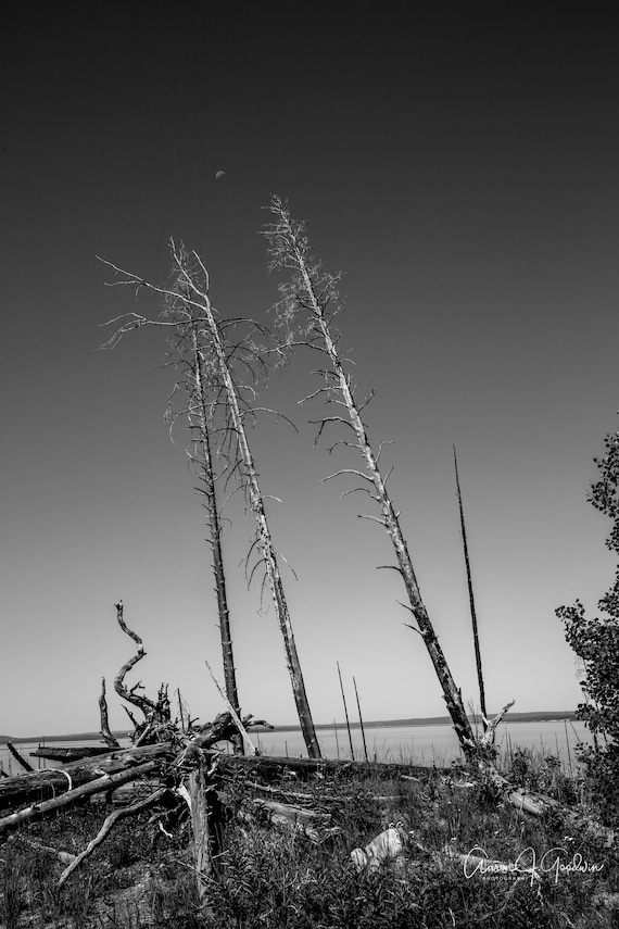 West Thumb Fishing Bridge Burned Forest with Leaning tree in Yellowstone National Park Monochrome