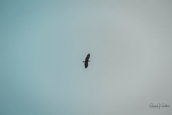 Bald Eagle flying in Idaho Palisades