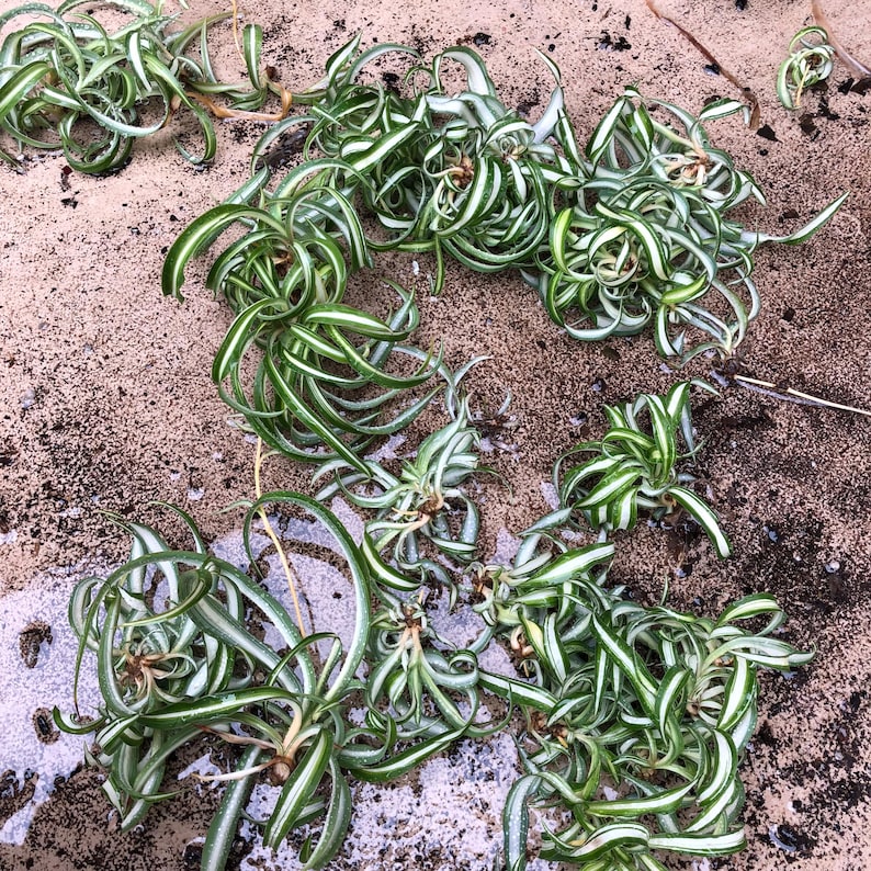WachumaStudio Spider Plant Curly Bonnie - Thumbnail 5
