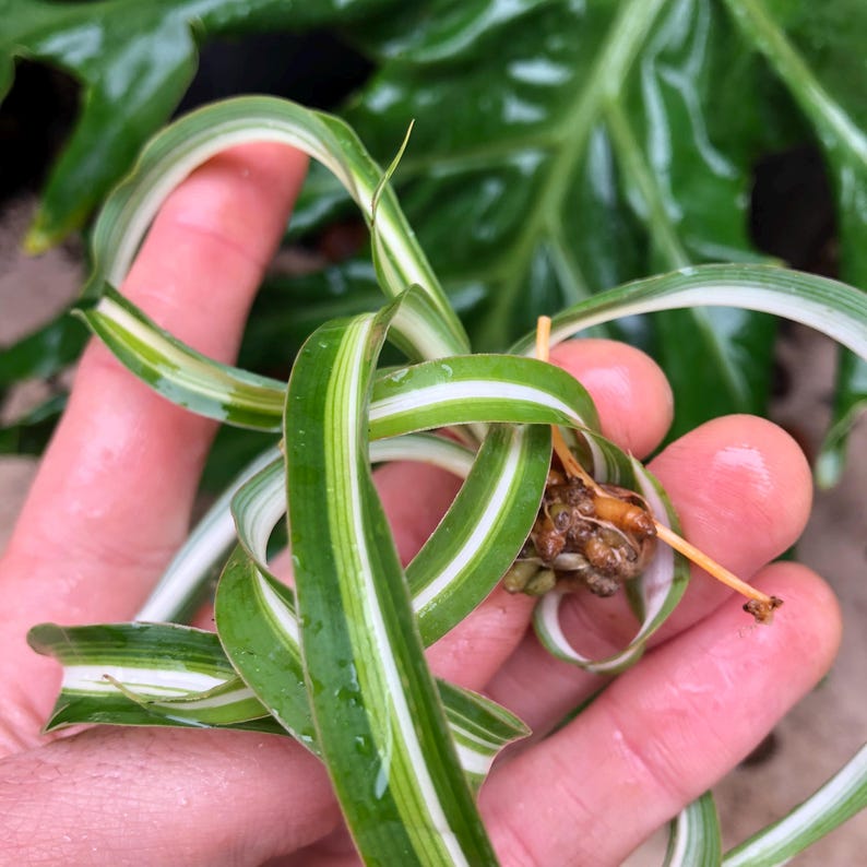 WachumaStudio Spider Plant Curly Bonnie - Thumbnail 3