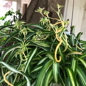 SPIDER PLANT - "Curly Bonnie" Variety - 1 Baby Ready to Plant  - Easy to Grow - Air Purifier Houseplant - Feng Shui