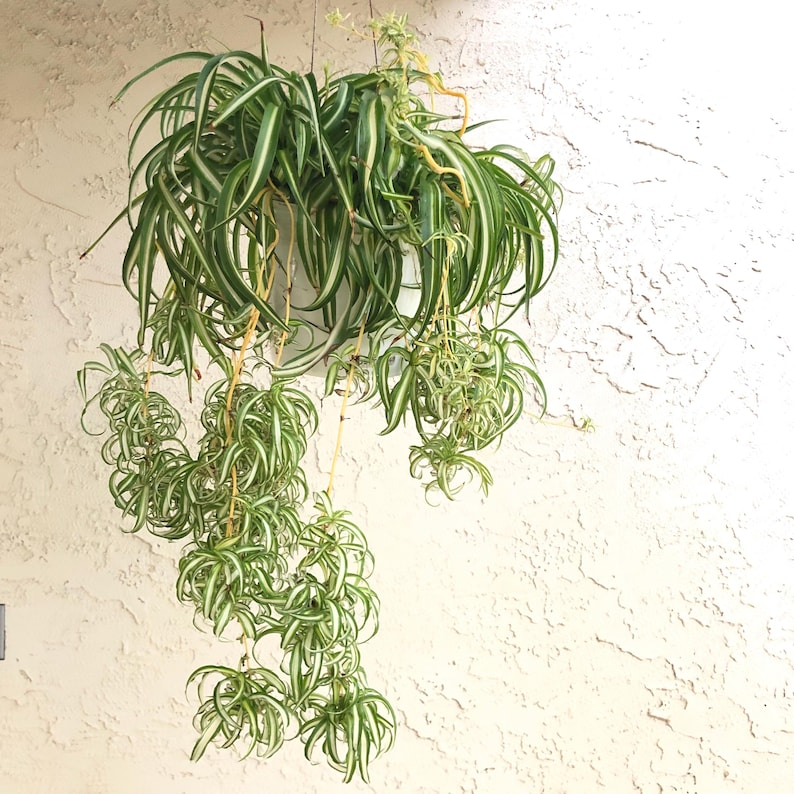 WachumaStudio Spider Plant Curly Bonnie - Thumbnail 4