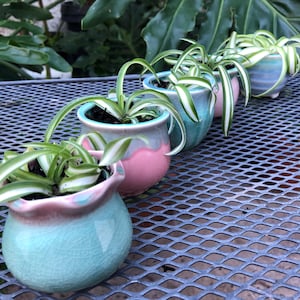 May include: A line of small ceramic pots, each containing a spider plant. The pots are in pastel shades of blue and pink, with a crackle glaze. The plants have long, green and white striped leaves, creating a colourful display.