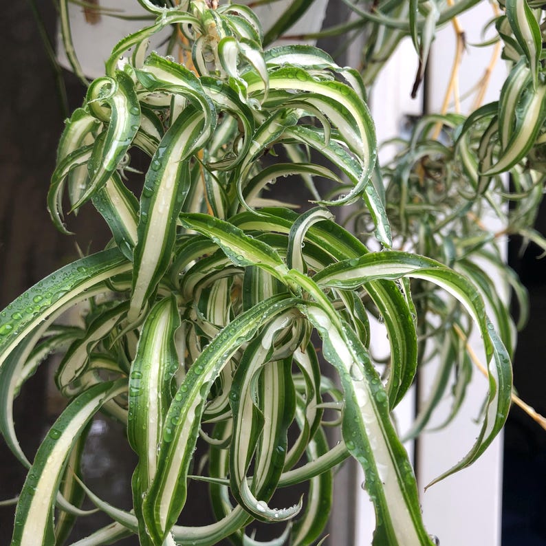 WachumaStudio Spider Plant Curly Bonnie