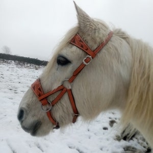 Puede incluir: Un caballo blanco con una cabezada de cuero marrón con costuras decorativas. El caballo está de pie en un campo nevado.