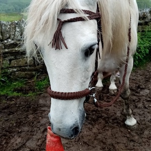 May include: A white horse with a brown leather halter and lead rope. The horse is standing in a muddy field.