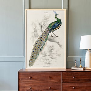 Vintage Peacock Print: Framed Wood Sign, Extra Large Wall Art