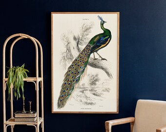 Vintage Peacock Print Wall Art | Living Room Wood Sign |  Peacock Decor | Framed Wood Signs | Extra Large Art | Peacock Wall Decor 238