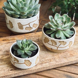 May include: Three succulent plants in white ceramic pots with a brown ginkgo leaf design. The pots are sitting on a wooden surface.