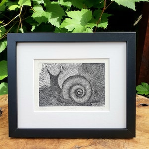 Puede incluir: Una impresión enmarcada en blanco y negro de un caracol con detalles intrincados. La impresión está titulada "Snail" y está firmada por el artista.