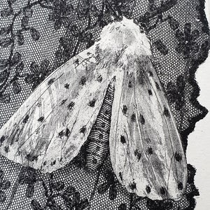 Moth with Lace. Limited Edition Soft Ground Etching.