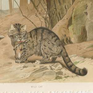 WILD CAT HUNTING - Original color lithography from The Royal Natural History 1896