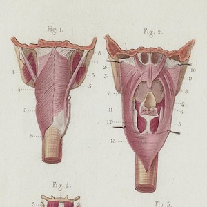Muscles of Larynx and Palate - RARE ORIGINAL PRINT from the book &quot;Naked Eye Anatomy&quot; James Cantile 1886