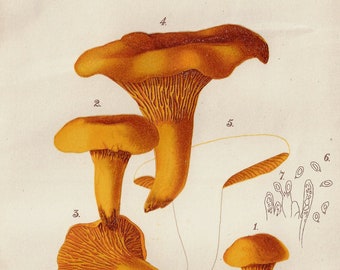 Cantharellus Cibarius - ORIGINAL PRINT out of the book "Report of the Secretary of Agriculture”-1891