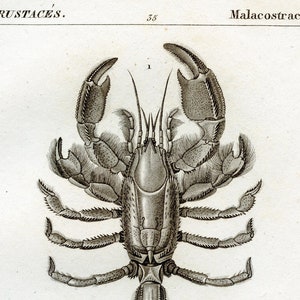 1825 - Crayfish Lobster / From a french book of Crustaceans / Very RARE Engraving - Almost 200 years old!