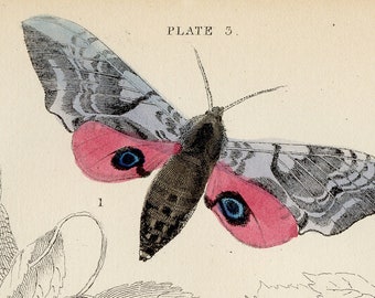 Eye hawk moth and Poplar Hawk moth - Rare Hand-colored from "The Naturalist's Library" by Sir William Jardine Entomology / Moths 1840