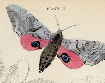 以下が含まれることがあります： ピンクとグレーの羽根を持つ蛾、緑色のイモムシ、そして「PLATE 3. 1. Eyed Hawk-moth 2. Poplar Hawk moth 3. Caterpillar of Poplar Hawk moth Lizars」というテキストが書かれたヴィンテージイラスト。