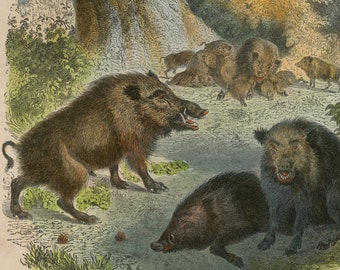 Jabalíes - RARA IMPRESIÓN ORIGINAL "Le Buffon Illustré" / Grabado Litográfico del siglo XIX