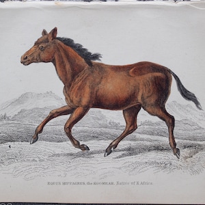 May include: A vintage illustration of a brown horse, known as the Roomram, native to South Africa. The horse is depicted running across a grassy field with a mountain range in the background. The illustration is titled "Equus Hippagbes, the Roomram, Native of S. Africa" and is labeled "Plate 18."