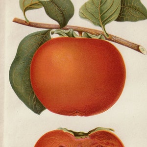 Dai Dai - ORIGINAL PRINT out of the book &quot;Report of the Secretary of Agriculture”-1891