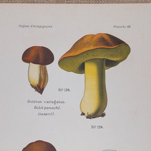 Velvet bolete, Rooting bolete / ORIGINAL PRINT out of the book &quot;Atlas des Champignons&quot; L. Dufour - 1891
