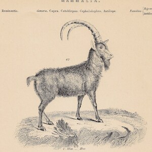 May include: A vintage black and white illustration of three different types of mammals: a goat, a wildebeest, and an antelope. The illustration is from a book about mammals and includes the scientific names of the animals.