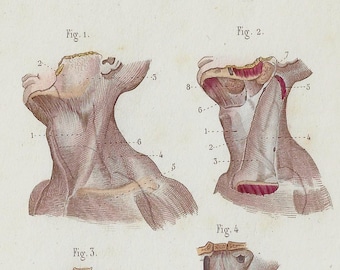 Fascia of the Neck - RARE ORIGINAL PRINT from the book "Naked Eye Anatomy" James Cantile 1886