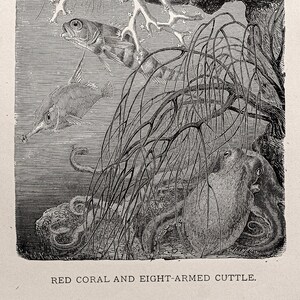 Könnte beinhalten: Eine Schwarzweiß-Gravur, die eine rote Koralle und einen achtarmigen Tintenfisch in einer Meereslandschaft zeigt. Die Koralle ist verzweigt und der Tintenfisch ruht auf dem Meeresboden. Zwei Fische schwimmen ebenfalls in der Szene. Die Bildunterschrift lautet "Rote Koralle und achtarmiger Tintenfisch."