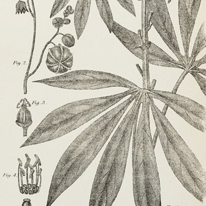 Plants / Cassava plant - RARE ORIGINAL PRINT from Encyclopedia Britannica 1877