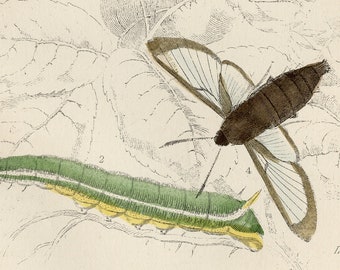 Puede incluir: Una ilustración vintage de cuatro tipos diferentes de polillas, incluyendo la polilla halcón colibrí, la polilla halcón abeja de borde ancho, la polilla halcón abeja de borde estrecho y una oruga. La ilustración es en blanco y negro con algunos acentos de color.