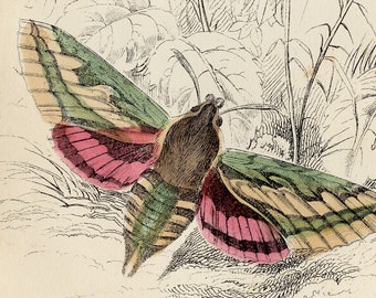 Puede incluir: Una ilustración vintage de dos polillas, una polilla halcón del pino y una polilla halcón de la rubia, sobre un fondo de campanillas. La ilustración es en blanco y negro con detalles pintados a mano en tonos de verde, rosa y marrón.