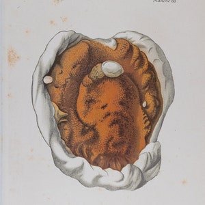 Dry rot mushroom / ORIGINAL PRINT &quot;Atlas des Champignons&quot; L. Dufour - 1891