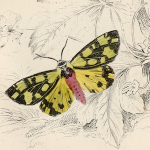 May include: A vintage illustration of three moths on a plant. The moths are a yellow and black moth, a yellow and red moth, and a pink moth. The illustration is labeled "Plate 20." and includes the names of the moths: "Clouded Buff", "Cream-spot Tiger Moth", and "Ruby Tiger Moth".