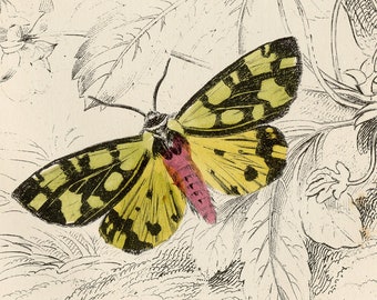 Puede incluir: Una ilustración vintage de tres polillas en una planta. Las polillas son una polilla amarilla y negra, una polilla amarilla y roja y una polilla rosa. La ilustración está etiquetada como "Placa 20." e incluye los nombres de las polillas: "Clouded Buff", "Cream-spot Tiger Moth" y "Ruby Tiger Moth".