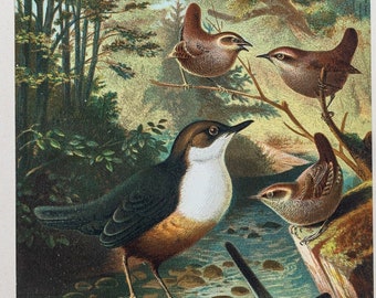 1898 Mirlo acuático, lavanderas y chochines: cromolitografía original del siglo XIX de “Creación animada: nuestro mundo viviente”.