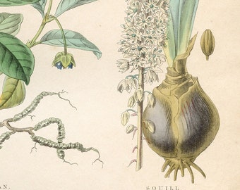 1862 Original Botanical Print showing Medicinal Plants: Ipecuacan, Squill, Sarsaparrilla, Copaiba