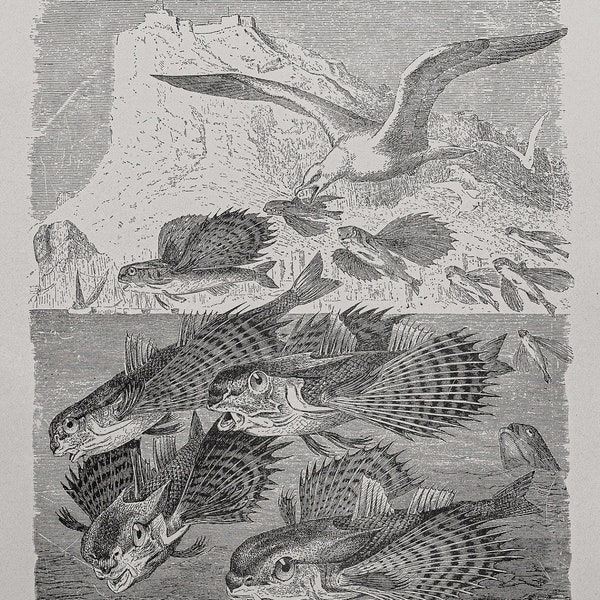 Flying Gurnard - Original lithography out of "Animate Creation: Our Living World" 1898 NY - Selmar Hess