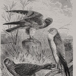 1898 Harriers - Original lithography out of &quot;Animate Creation: Our Living World&quot; - Selmar Hess