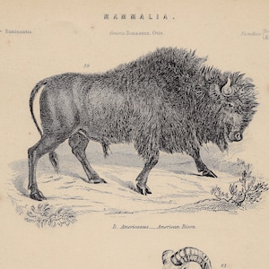 American Bison, Tibet Sheep, Rocky Mountain Sheep - exquisite plate - RARE ORIGINAL PRINT from &quot;The Museum of Natural History&quot; New York 1862