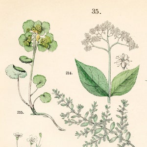 May include: A vintage botanical illustration featuring various types of plants with white flowers and green leaves. The illustration is labeled with numbers 214, 215, 216, 217, 218, 219, 220 a, and 220 b.