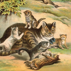 1880 - Chinese cat, Malay cat, Common cat with kittens - Original Litho from &quot;Johnson&#39;s Household Book&quot; Very Rare!