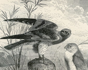 Kites birds of prey - Original Print 1882 Die Vogel - Brehms