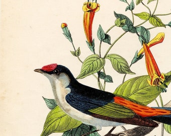 Pin-tailed Manakin or Manettia - Hard to find "Histoire Naturelle des Oiseaux" Le Maout 1853 HAND COLORED!
